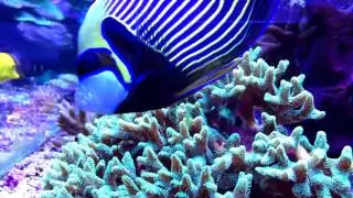 Triton Reef
