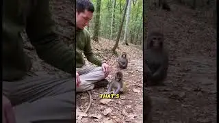 Baby Monkey Copies Sitting Human #monkey #nature #wildlife