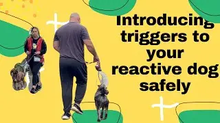 How to stop your reactive dog lunging, barking & pulling to other dogs. reactive dog training