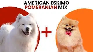 American Eskimo Dog Pomeranian Mix Breed AKA Pomimo