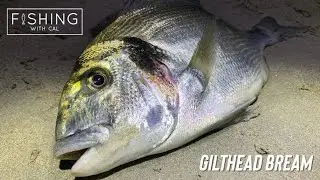 FISHING FOR GILTHEAD BREAM | STRIKING GOLD ON A QUIET NIGHTS FISHING | BEACH FISHING UK