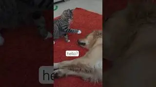 Sometimes I&rsquo;m alone, sometimes I&rsquo;m not 🐱🐶 #cat #dog #cute #pets #petshorts #shorts #catvideos