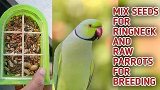 Best Mix Seed For Green Ringneck parrot For Breeding