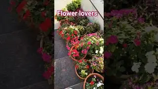 flower lovers #shorts #flowers #flowerplant #garden #dillipsahoo48