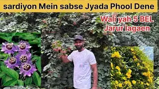 सर्दीयों में सबसे ज्यादा फूल देने वाली ये 5 वाइन जरूर लगाएं