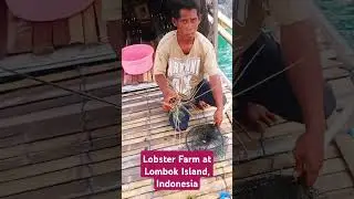 #lobsterfarm at #lombok #indonesia