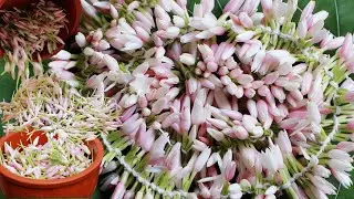 Kattu malli Harvesting || Forest Jasmine Flower kattalam || simple method poo kattuvathu Epps?