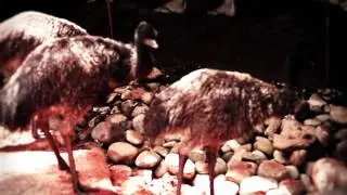 WILD LIFE Sydney Zoo