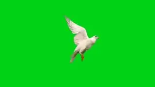 GREEN SCREEN Dove birds Flying effects HD No copyright | chroma key dove pigeon 🐦