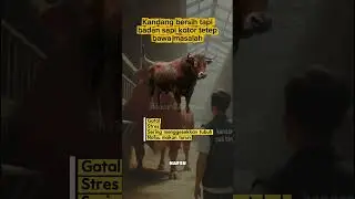❗KANDANG BERSIH TAPI BADAN SAPI KOTOR? BAHAYA❗ 🐄⚠️ #iduladha #sapimakan #sapi #suksesternaksapi