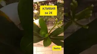 КЛИВИЯ за 2&euro; | УЦЕНКА