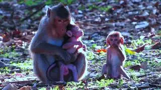 Surrounded by Love: Newborn Monkey’s First Days.