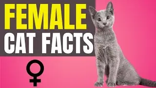 11 Fascinating Facts About Female Cats! (#9 is Beautiful) ♀️