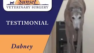 Greyhound Adopts Veterinary Surgeon After Emergency Surgery