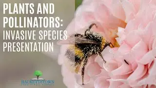 Plants and Pollinators: Invasive Species Presentation
