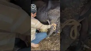 #shortvideo #shorts #dairfarming #trendingshorts #trending #animals #subscribe