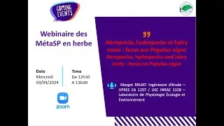 Webinaire 25 : A&eacute;roponie, hydroponie et hairy roots de Populus nigra, le peuplier noir.