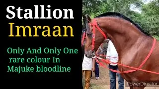 Stallion Imran legendery bloodline Majuke in Nabha Horse mandi 2021. Sandhu movies Studio