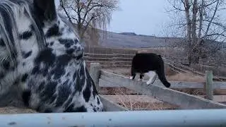 Lilly Cat, the boss of the farm