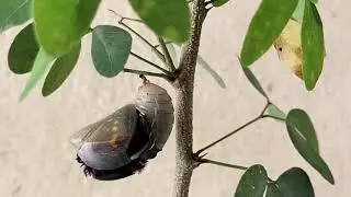 Black Rajah butterfly emerging from its   pupa.