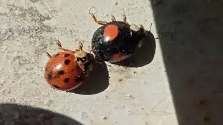 Макро видео REDMI NOTE 8 PRO на 2 Мп объектив macro lens Mpx (жук солнышко)