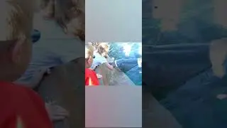 Aggressive  behavior in Dolphins