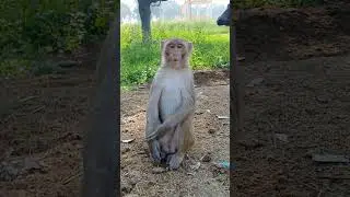 #monkey #funny #reaction #vlogs