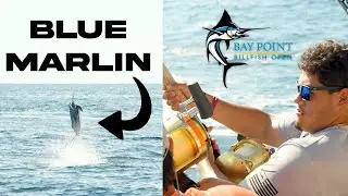 INSANE Blue Marlin Action at the Baypoint Billfish Open | Gunnslinger72