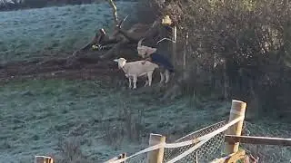 Goats mating, new life for the farm spring 2024. #goatsmating #goat #malegoat #goatlife