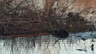 North American Beaver tries to move a long branch with no luck while other Beavers tow branches in
