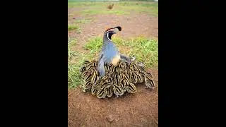 A quail family with their chicks #shorts #quailfarming #quail #ai #aiart  #birds #wildlife #nature