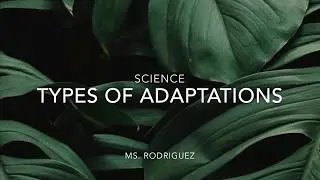 Types of Adaptations