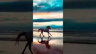 Majestic Horses Roaming Free in the Forest