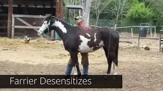 Preparing your horse for the farrier, and how to deal with a horse that has issues with back feet