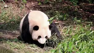 花花：笋笋真香啊#panda#animals#cute#大熊猫#pandahehua #zoo