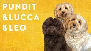 Crooked Dogs | Dog Commentary