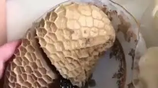 Звер(7)