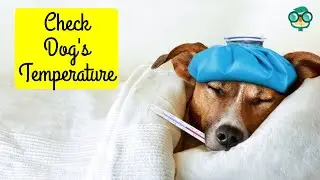 How to Check a Dog's Temperature at Home? How to Take a Dog's Temperature at Home?