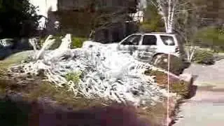 Winter Wonderland in Southern California