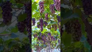 Amazing way to cultivate grapes 😯 | Amazing Grapes Farming #shorts #grape #farming