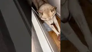 À 3h du mat… ils chassent les mouches 🤦‍♂️ #chien #animaux #chienmignon #husky #chienheureux #dog