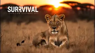 Shadows of the Savanna | Lioness Survival 705
