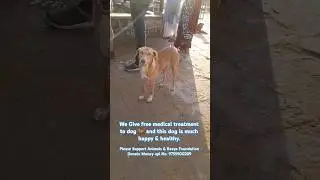We Give free medical treatment to dog #cutedog #cutedogpuppy #happyanimals #dog #freemedical #donate