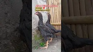 Persilangan Ayam Shamo Eropa dengan Ayam Pedaging & Petelur ❓ #shamoeropa #ayamkampung