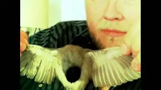 CS Nielsen - Border Blues