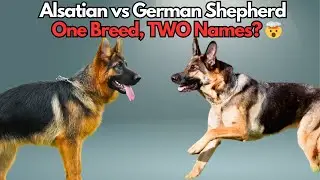 Alsatian Dog vs German Shepherd - The Best Guard Dog Breed!