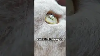 Cats - The Furry Navigators #catsofyoutube #amazingcatshortsvideo #catscience #catlovers #petfacts
