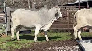 Lot 40: 2DP Lady Cassidy Balo 7/0 - Madison x Powerstroke Young Cow Bred to Chivalry