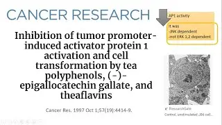 [40] Inhibition of Tumor Promoter-Induced Cell Transformation by Tea Polyphenols: EGCG & Theaflavins