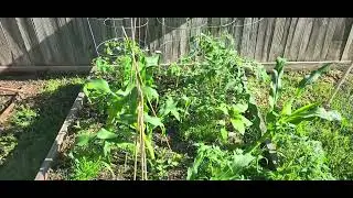 Spring Garden 2024 update! 🍅 🌽